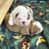 Två vackra engelska bulldoggar hanar och honor är redo för adoption